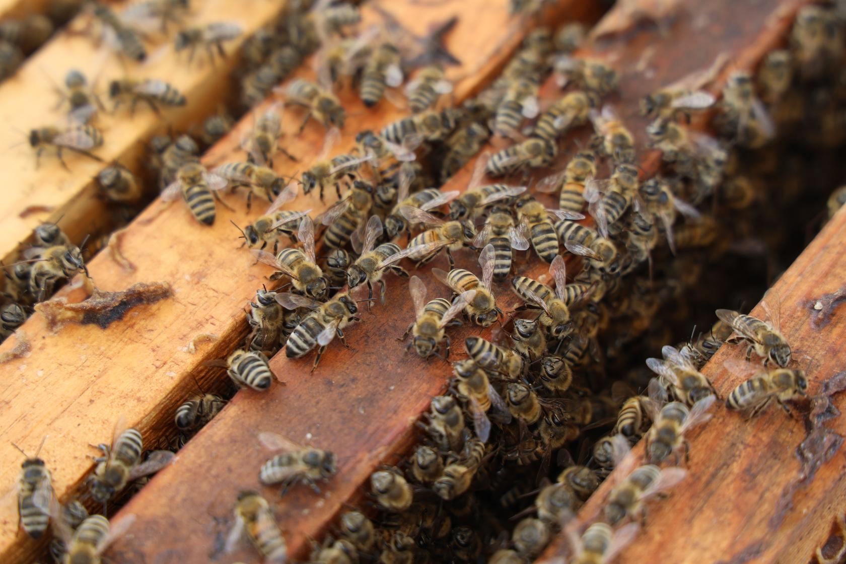 ROLLS-ROYCE MOTOR CARS BAHRAIN ANNOUNCES THE LAUNCH OF APIARY INITIATIVE Cover